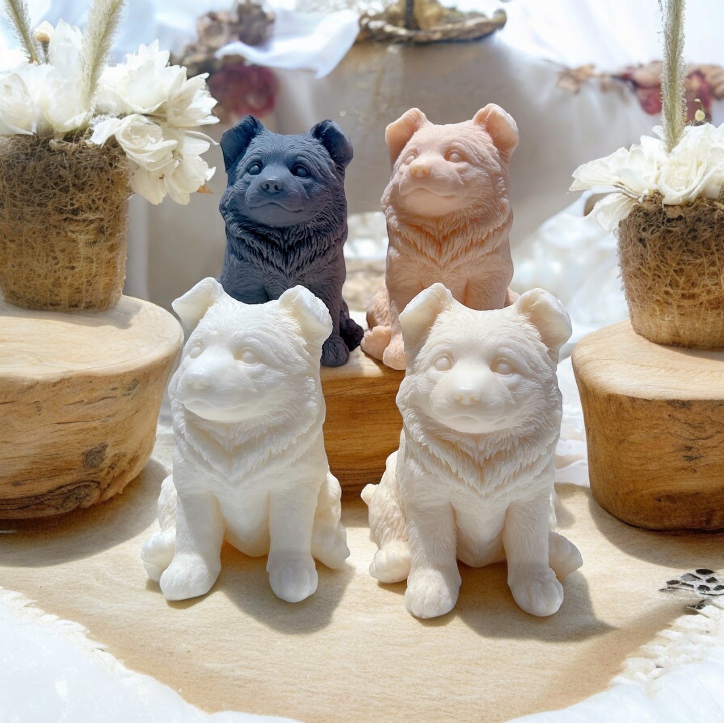 Border Collie cachorro