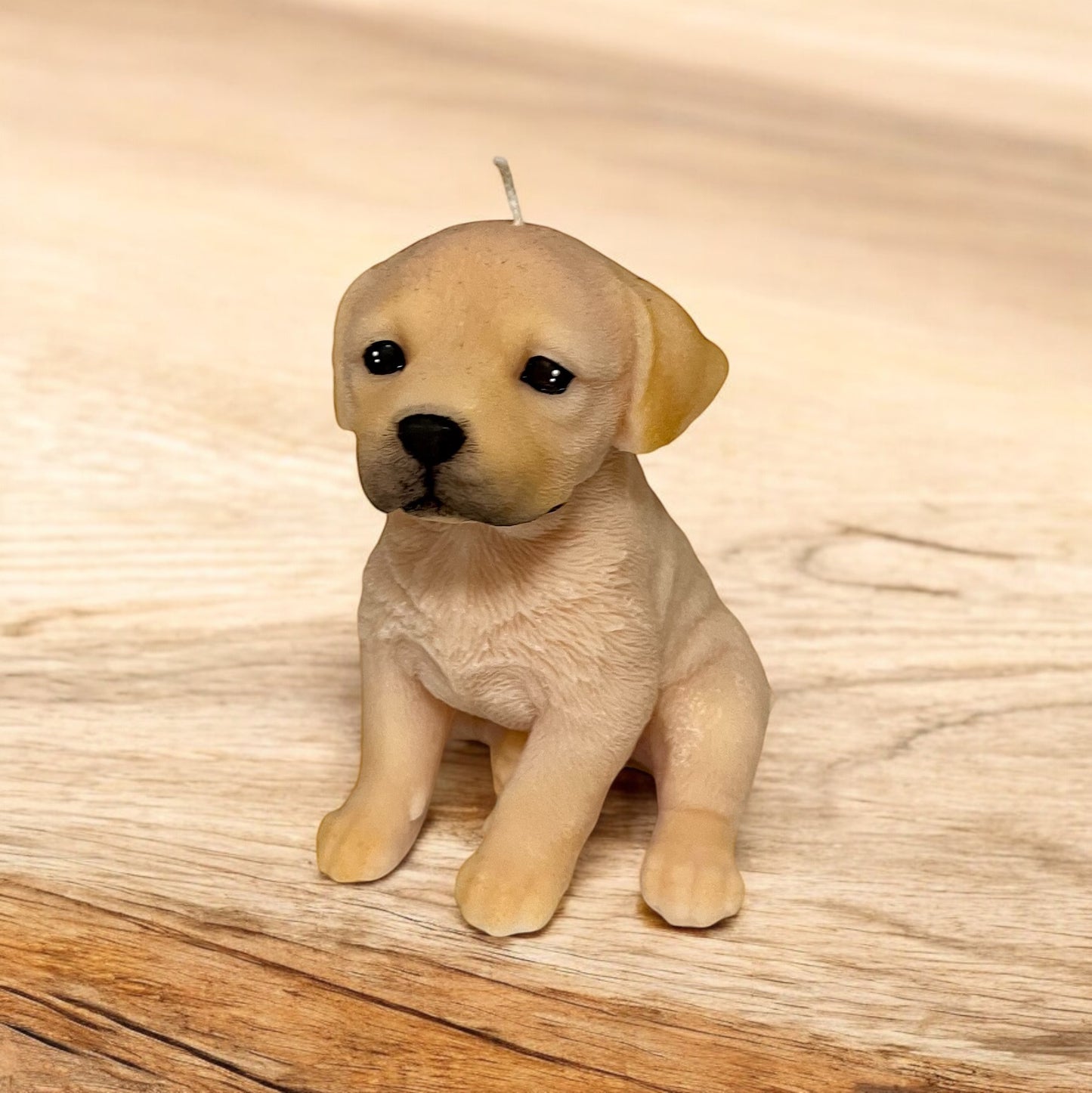 Large Labrador