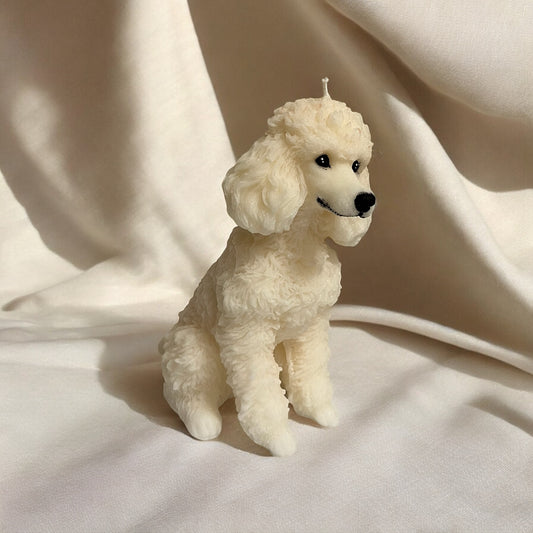 French Poodle alto