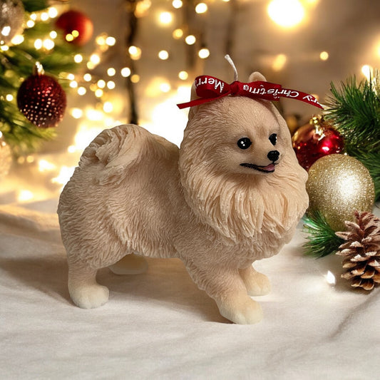 Pomeranian grande parado