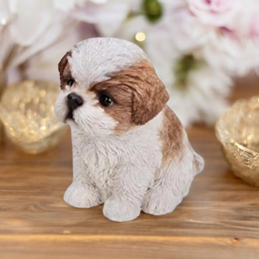 Shih tzu grande