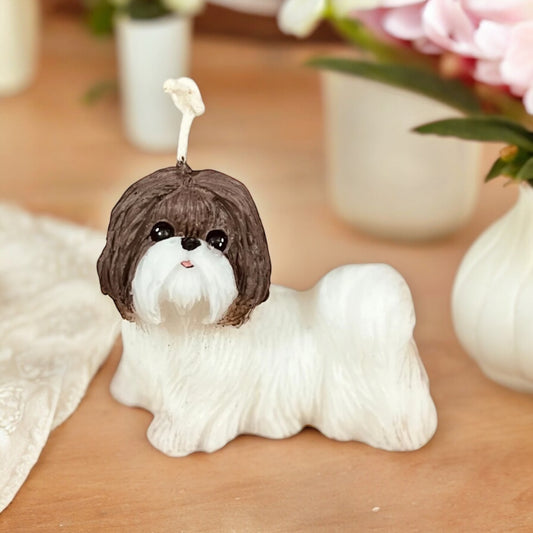 Shih tzu 1