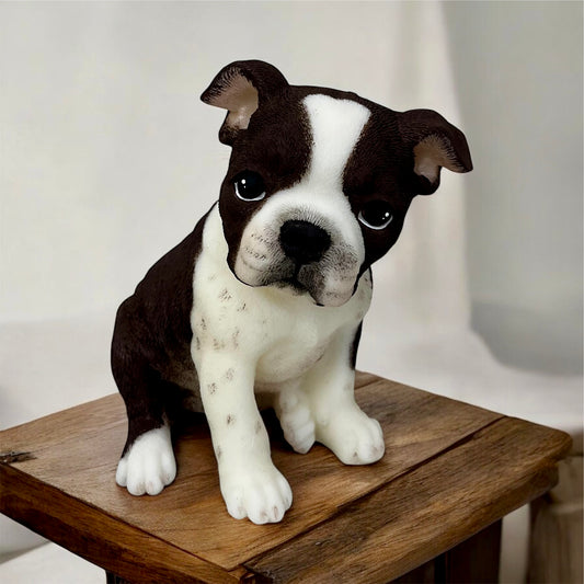 Boston Terrier