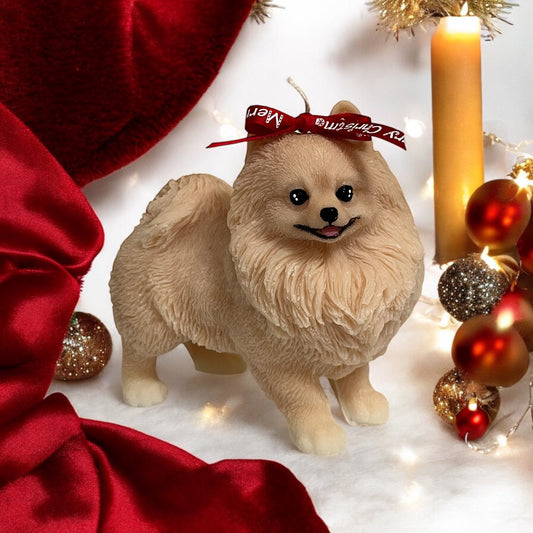 Pomeranian grande parado