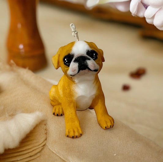 Bulldog ingles mediano