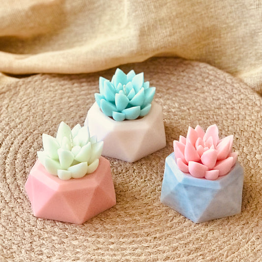 Cactus grande con maceta