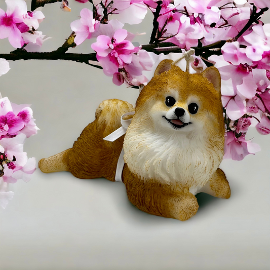 Pomeranian grande acostado