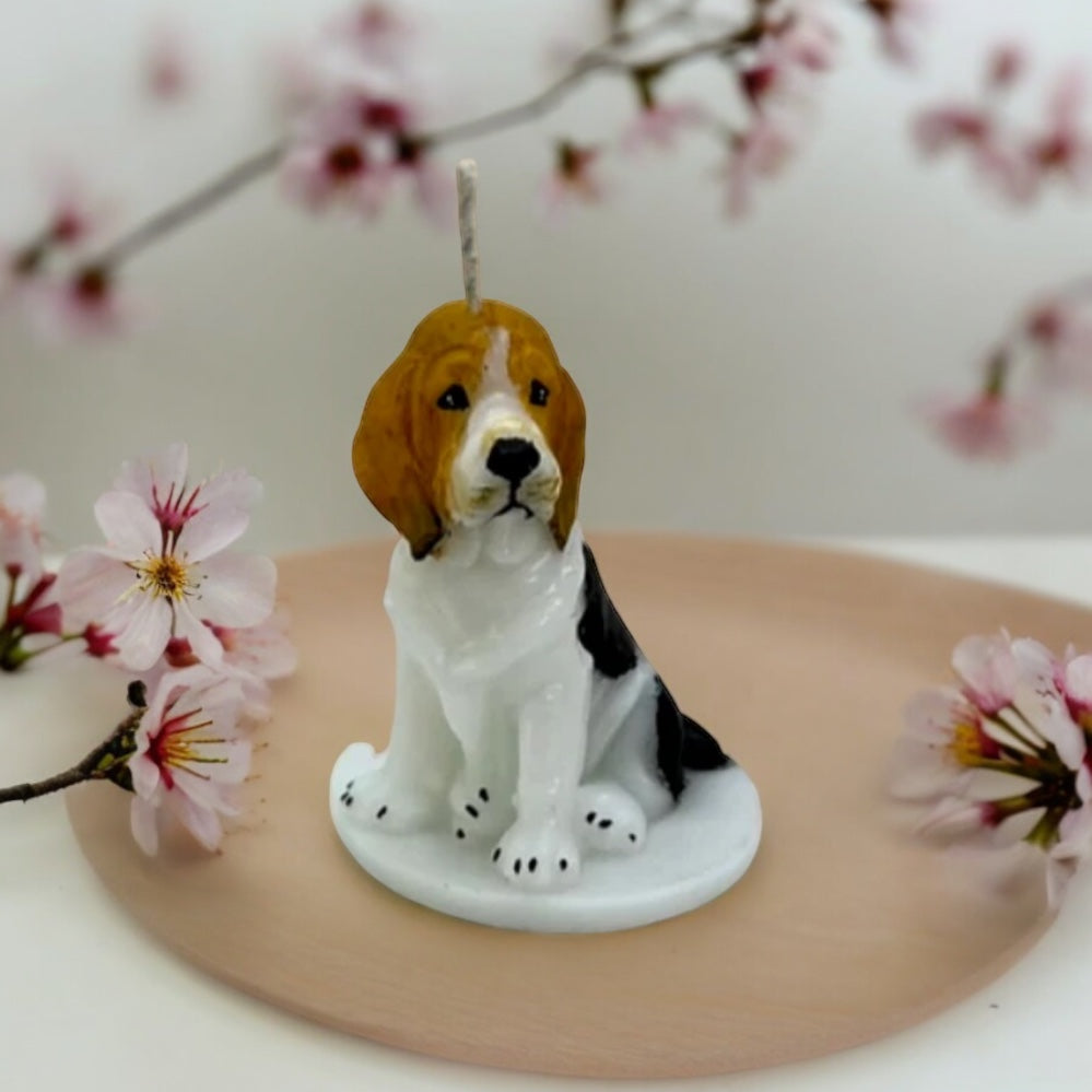 Basset hound 