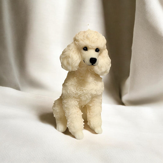 French Poodle alto