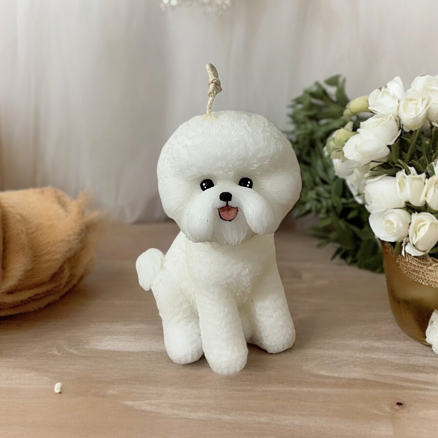 bichon 