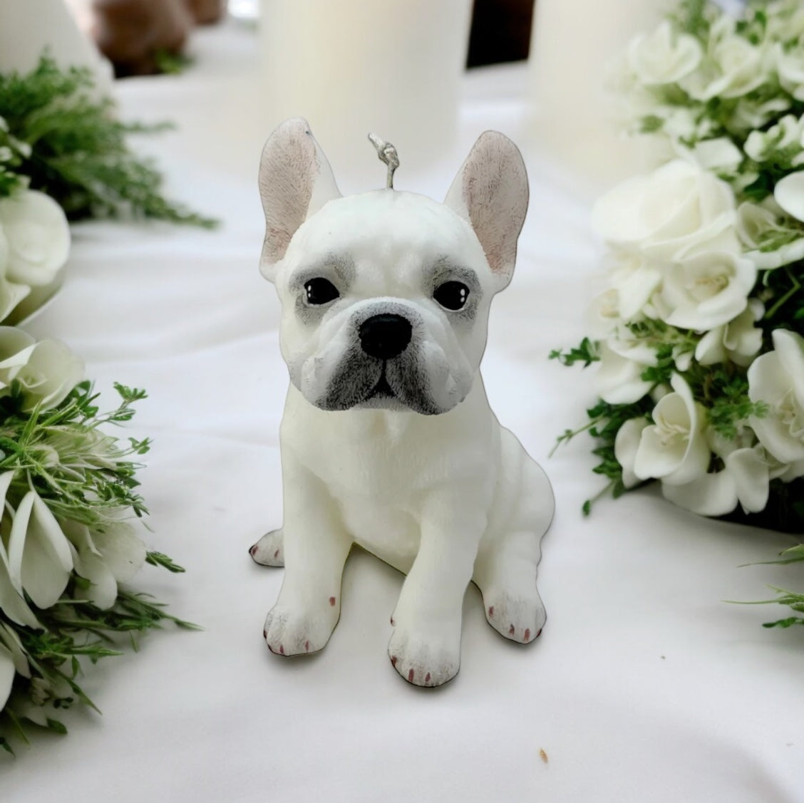 french bulldog big puppy 