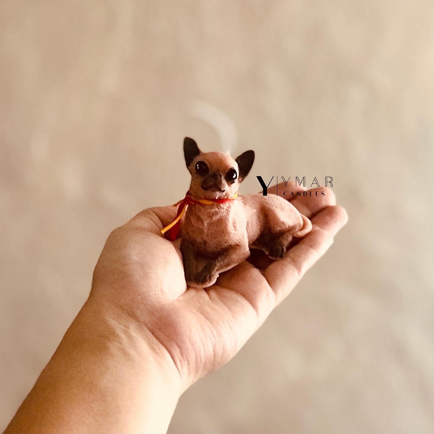 Chihuahua 